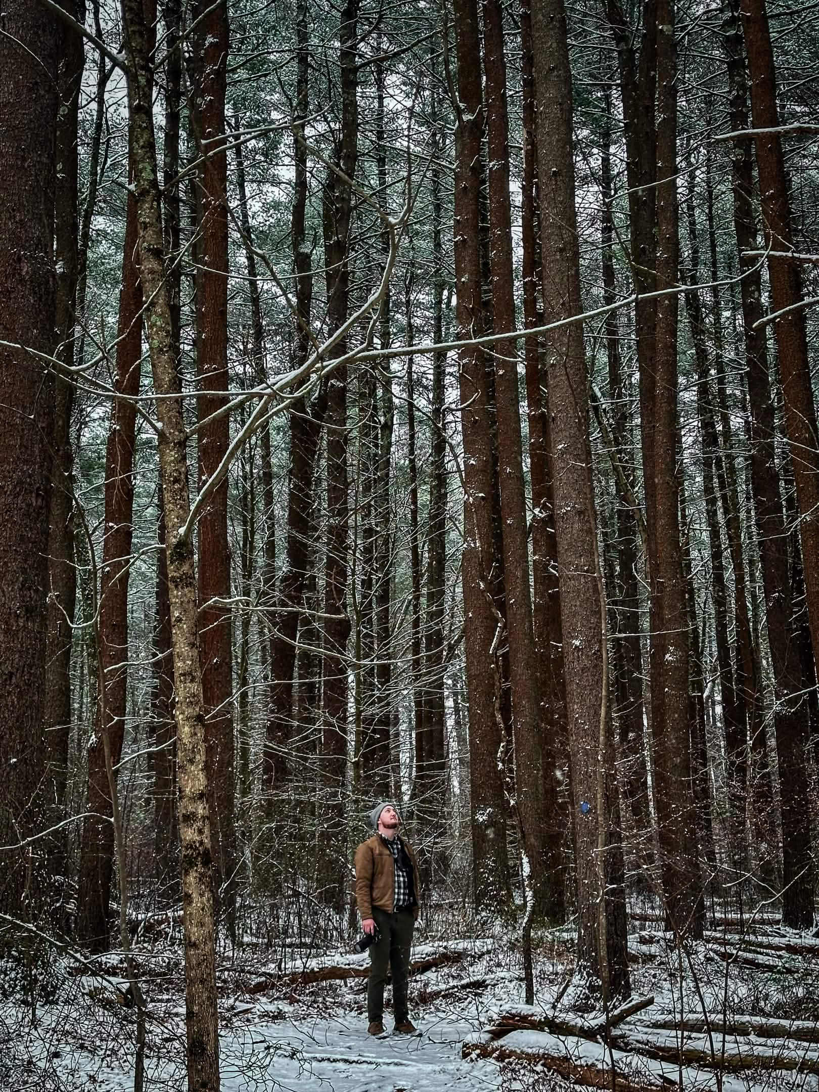 Jordan standing among tall pines in a snowy forest