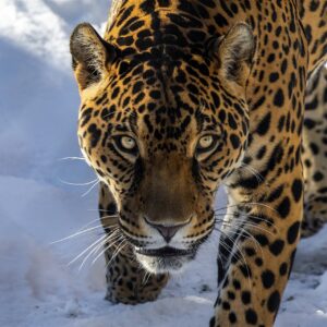 A jaguar padding straight toward the lens through fresh snow.